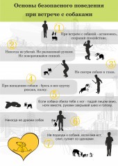  безопасное поведение при встрече с собакой