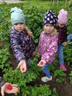 harvest Dou 77 11