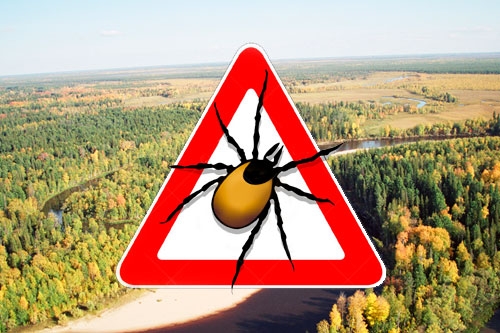 Осторожно, клещи!