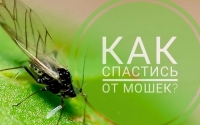 Как защититься от мошек