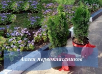 Аллея первоклассников