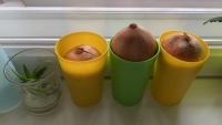 Огород на окошке