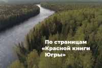 По страницам &laquo;Красной книги Югры&raquo;